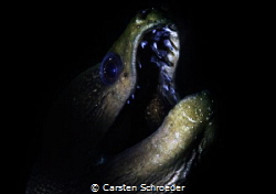 Moray by Carsten Schroeder 